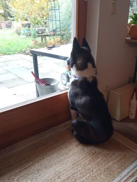 TORI - hat abgefrorene Pfoten