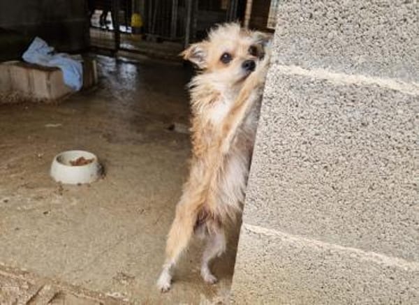 🐾FLORI🐾 ein sensibler Schatz