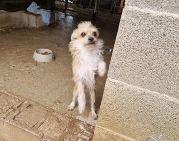 🐾FLORI🐾 ein sensibler Schatz