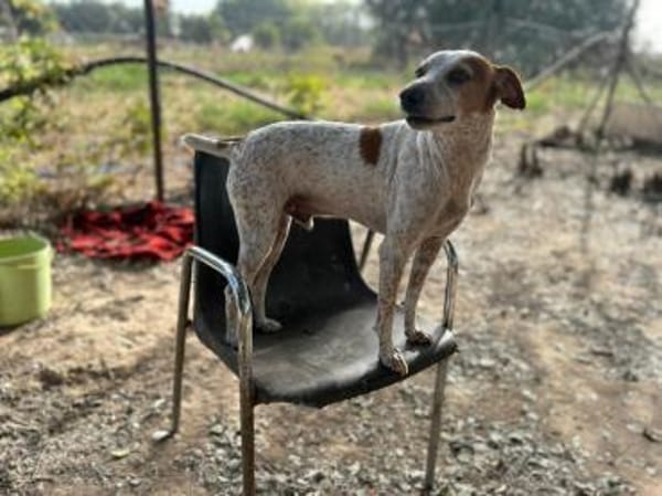 Tutú - souverän und lernwillig