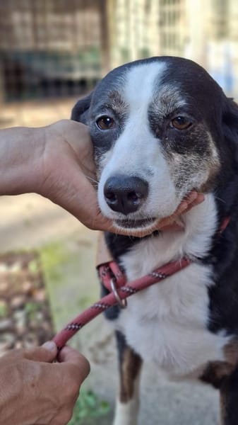 Jule freundliche Hündin auf PS in D