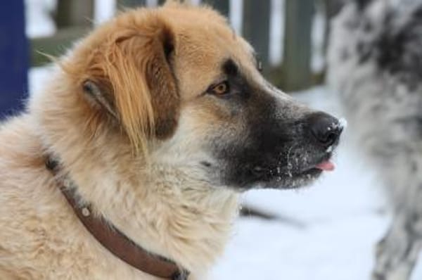 Linus, Pflegestelle in Hessen