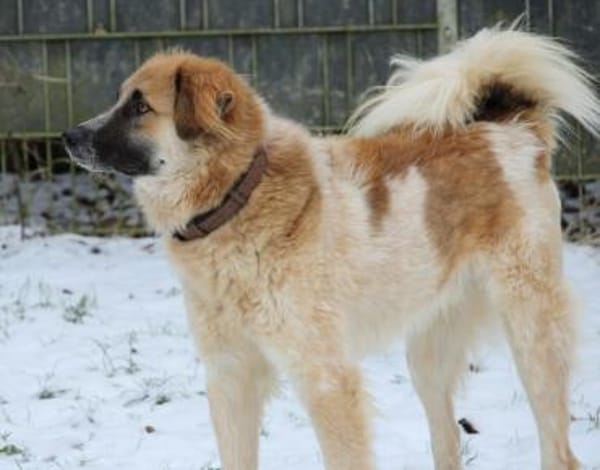 Linus, Pflegestelle in Hessen