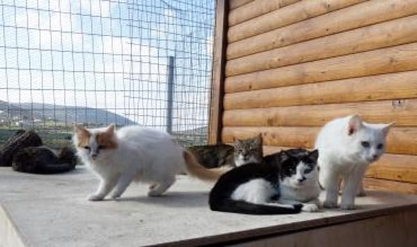 Entspannte Viona sucht ruhiges Zuhause