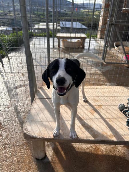 Bodhi - ausgesetzt kurz vor Weihnachten