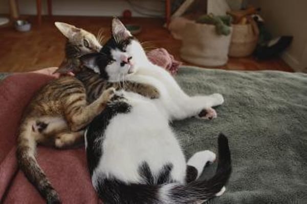 Belinda und Freddie, ein Traumduo sucht