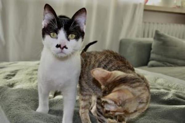 Belinda und Freddie, ein Traumduo sucht