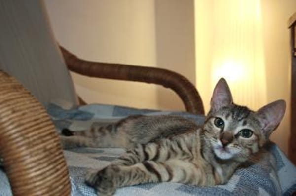 Belinda und Freddie, ein Traumduo sucht