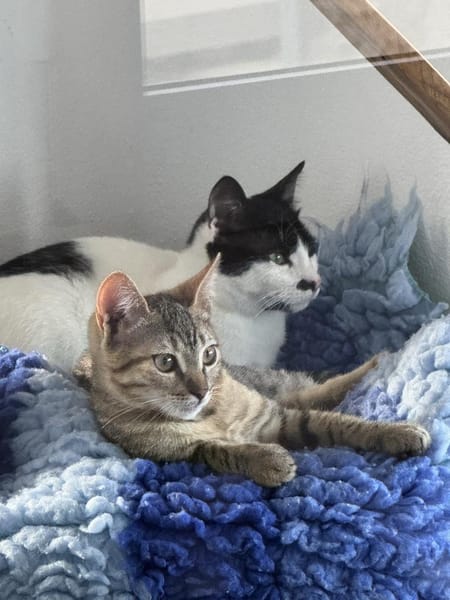 Belinda und Freddie, ein Traumduo sucht