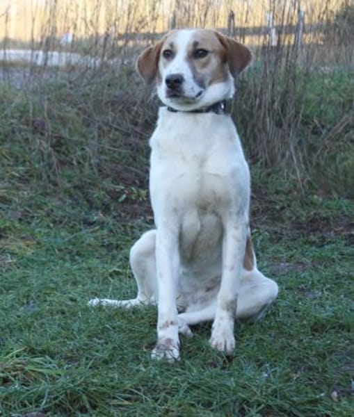 Elsa - Hoffnung auf IHR Zuhause