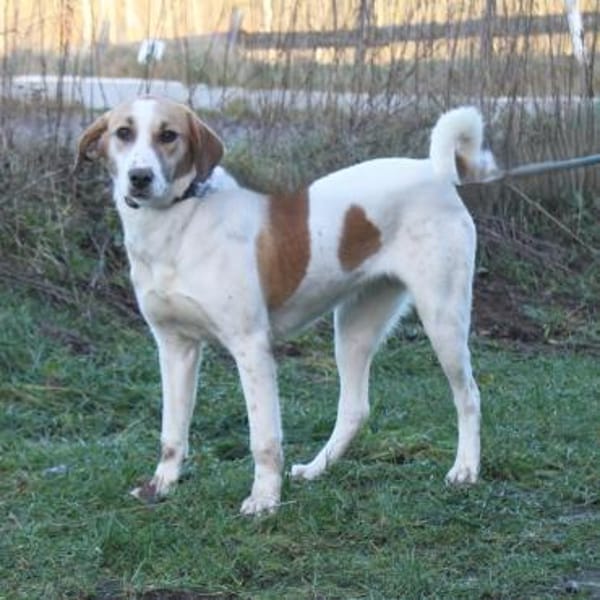 Elsa - Hoffnung auf IHR Zuhause