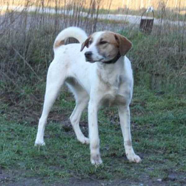 Elsa - Hoffnung auf IHR Zuhause