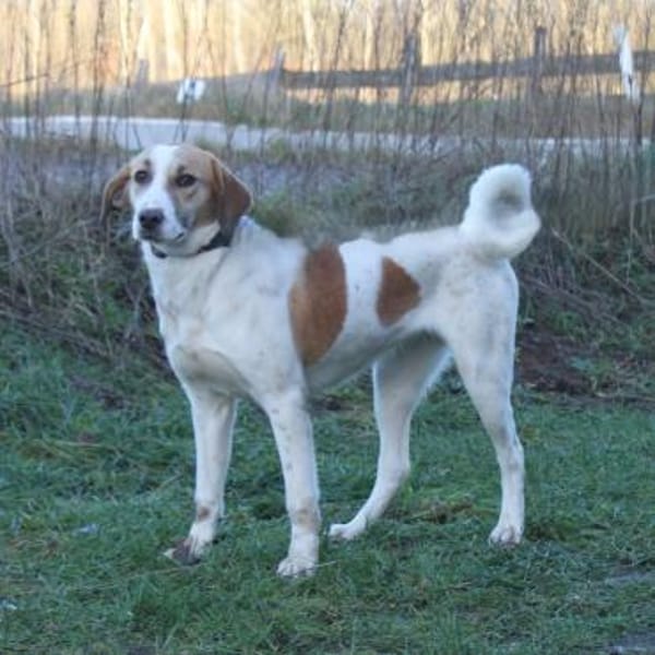 Elsa - Hoffnung auf IHR Zuhause