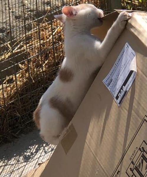 Kater Lukas entdeckt die Welt!