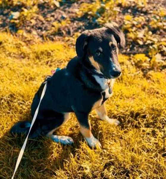 Charlie - Traumhund mit sanften Wesen