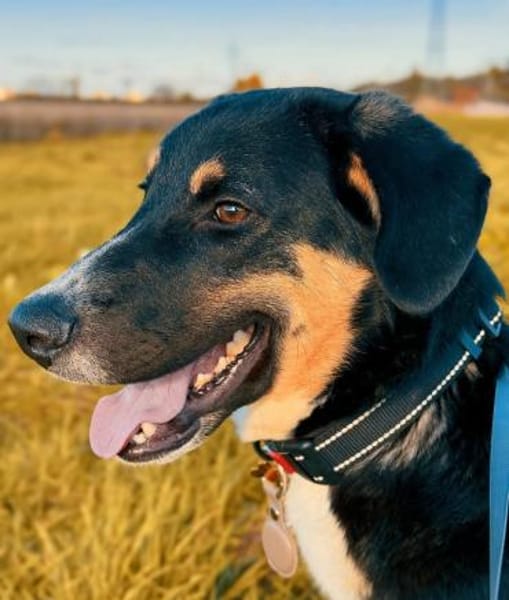 Charlie - Traumhund mit sanften Wesen