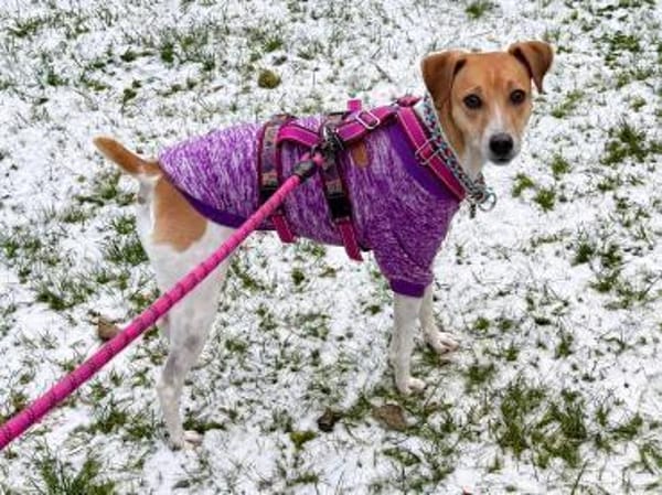 Frida sucht das Glück !