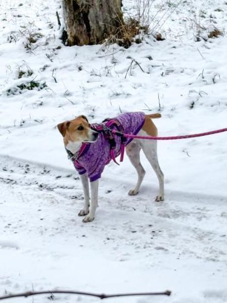 Frida sucht das Glück !