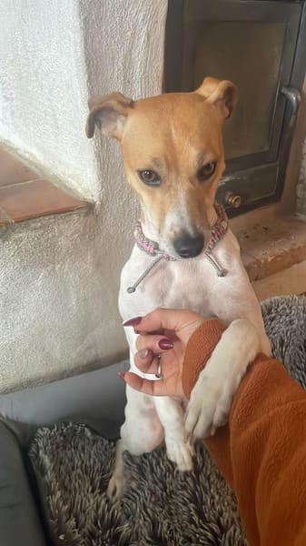 Frida sucht das Glück !