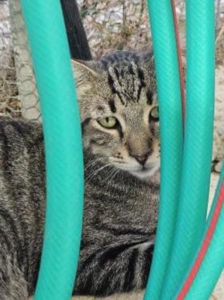 Anhänglicher Anubis sucht Zuhause