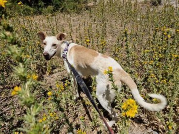 🐾FEIVEL🐾 sucht geduldige Menschen