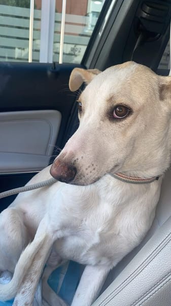 🐾FEIVEL🐾 sucht geduldige Menschen