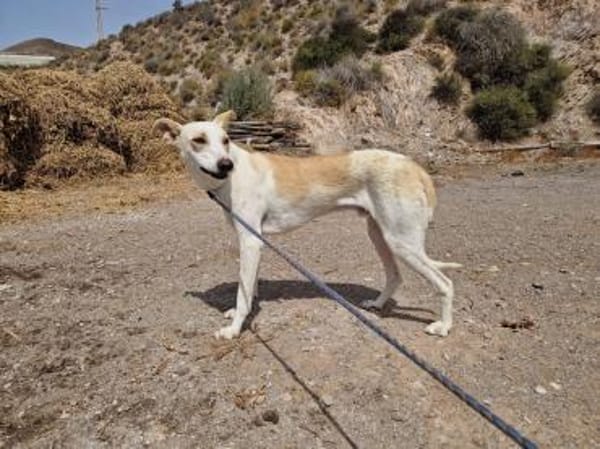 🐾FEIVEL🐾 sucht geduldige Menschen