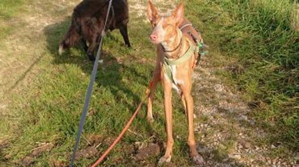 Xenon - fröhlich und sozial