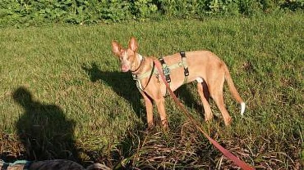 Xenon - fröhlich und sozial