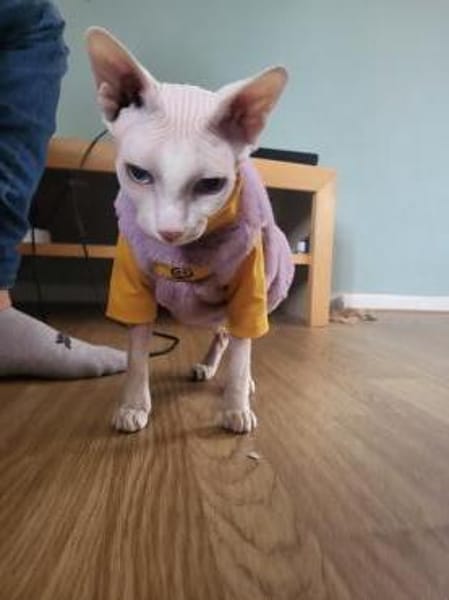 CLEO und ANUBIS, Sphynx