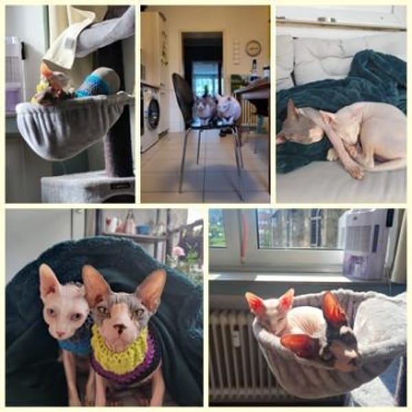 CLEO und ANUBIS, Sphynx