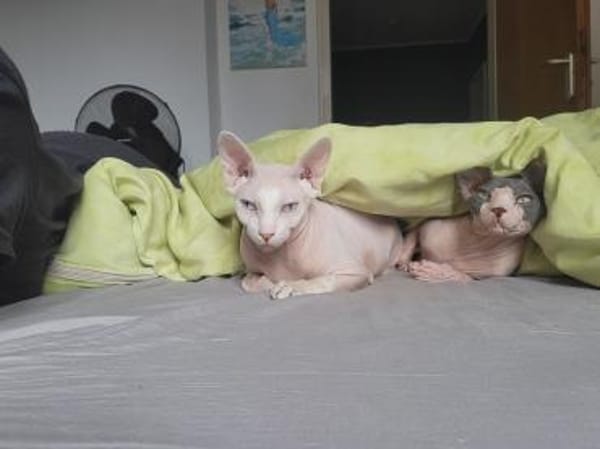 CLEO und ANUBIS, Sphynx