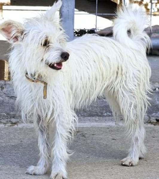 Kiki sucht einfühlsames Zuhause