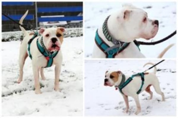 Maddox möchte endlich ankommen