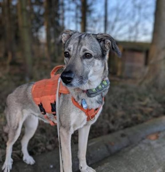 Tolle Hündin Lindy sucht liebe Menschen