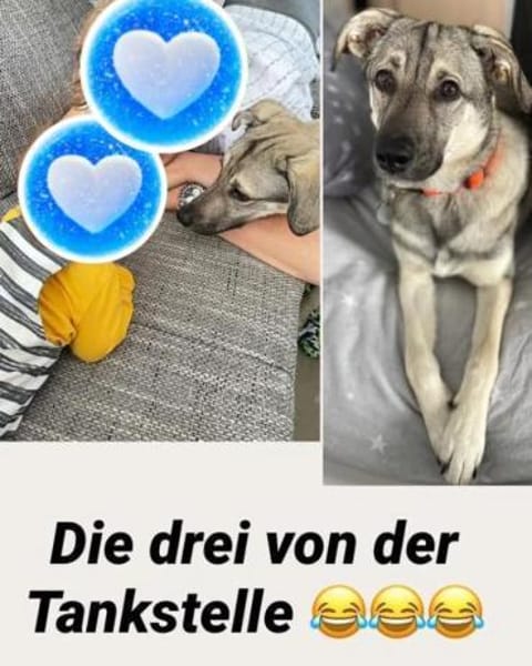 Tolle Hündin Lindy sucht liebe Menschen