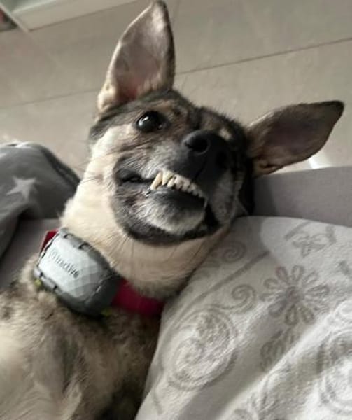 Tolle Hündin Lindy sucht liebe Menschen