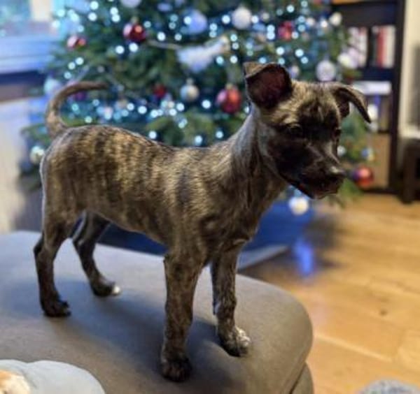 🐾 Luci  4 Monate kleine Zaubermaus