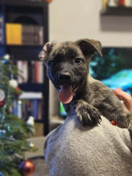 🐾 Luci  4 Monate kleine Zaubermaus