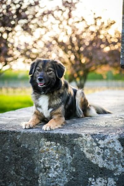 Hündin Ayana sucht Familie