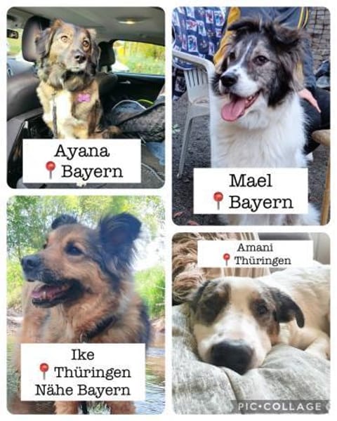 Hündin Ayana sucht Familie