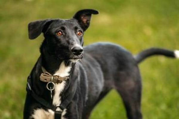 Liebevolle Stella sucht ihre Familie