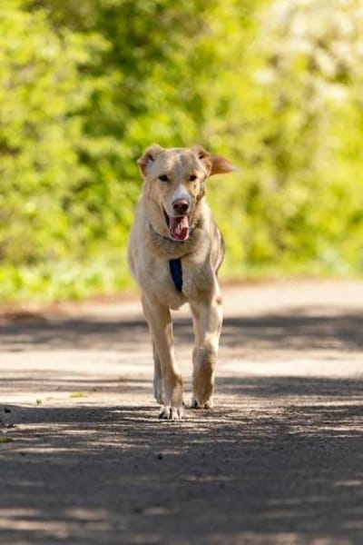 Hübscher Altaj sucht seine Menschen