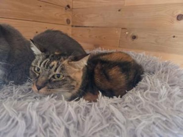 RUBIA-hübsche, sanfte Katzendame