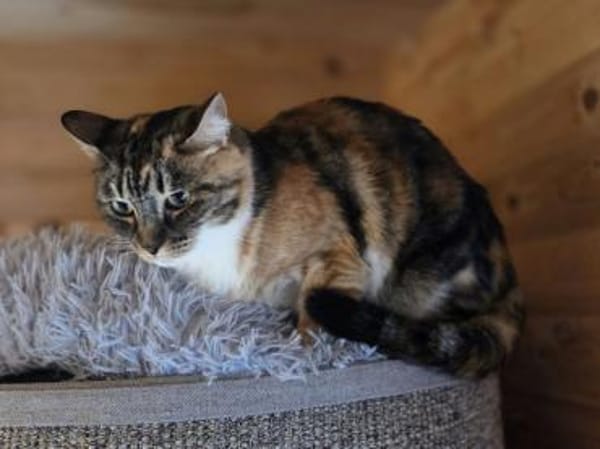 RUBIA-hübsche, sanfte Katzendame