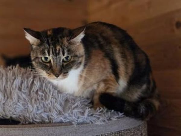 RUBIA-hübsche, sanfte Katzendame