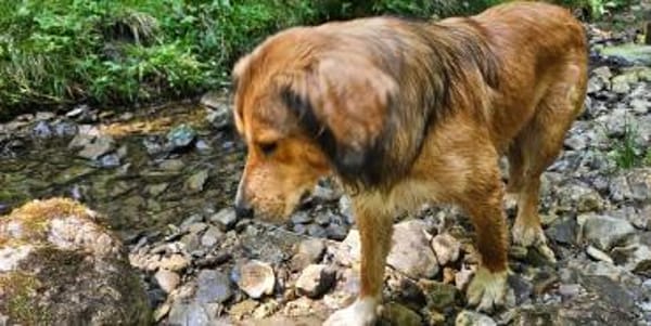 Cliff sucht -seinen Partner-