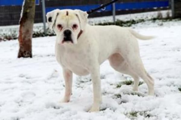Zuckerpuppe Dolores sucht Boxermenschen