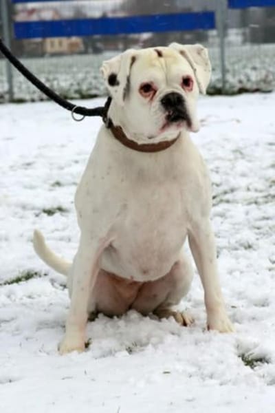 Zuckerpuppe Dolores sucht Boxermenschen