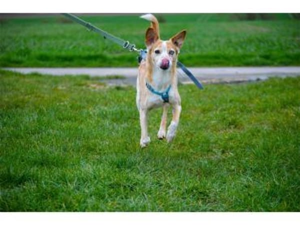 Soma - wartet in 32791 Lage